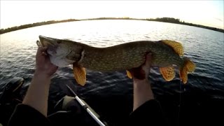 Pêche d'un gros brochet sur une canne extra light