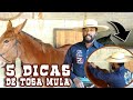 5 Dicas de Tosa para fazer na Mula ou no Burro 🐴✂