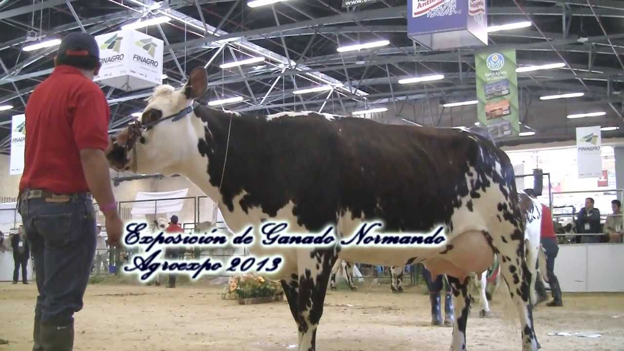 Ganado Normando II Agroexpo 2013 Vealo en HD YouTube