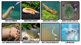 10 Animals That Breathe Out of Their Butts Explained in 15 Minutes