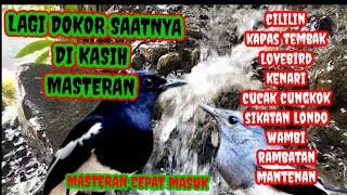 MASTERAN BURUNG KACER waktu yang paling tepat saatnya kasih materi cepat masuk