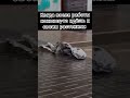 #растения #цветынабалконе