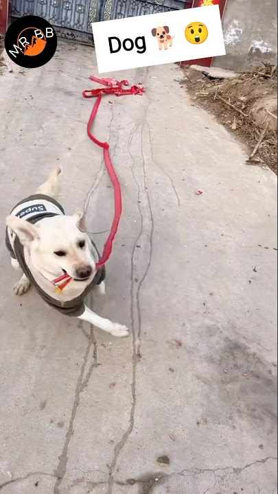 Fire cracker 💣 in Dog Mouth 😱 #fireworks #mrboombaam #shorts