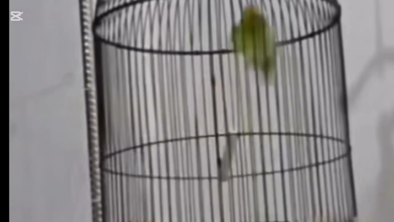 Lovebird ngekek panjang dengan variasi isian terbaik dan tembakan mewah 1 Januari 2026