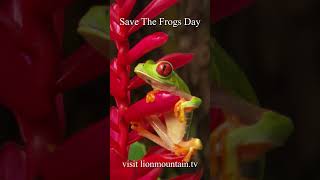 Save the Frogs Day 🐸 #savethefrogsday #wildlife
