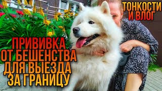 Прививка от бешенства для вывоза собаки за границу и как правильно заполнить ветпаспорт