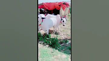 Qurbani Nice White Bulls Fateh Jang 