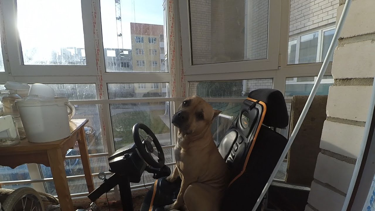 Питбуль ЗА рулем.Или что стало с ваз 2114!?РОЗЫГРЫШ!!! - YouTube