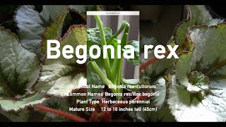 나의 렉스 베고니아 에스 카고 🌿 | Begonia rex Escargot