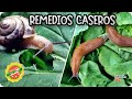 10 Metodos Contra Los Caracoles Y Babosas