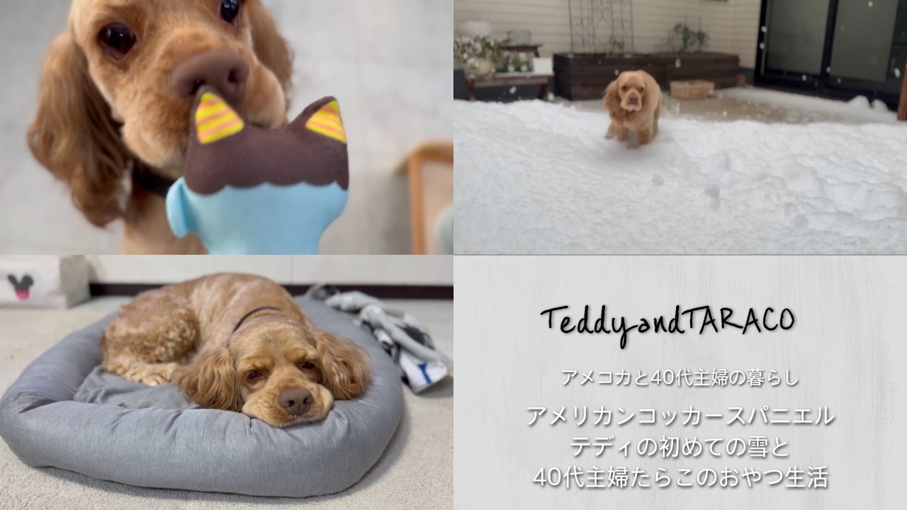アメリカンコッカースパニエル テディの初めての雪と40代主婦たらこのおやつ生活
