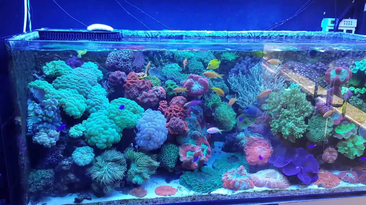 Stunning LPS display tank - YouTube