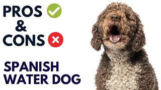 Spanish Water Dog Breed Pros and Cons | Spanish Water Dog Advantages and Disadvantages