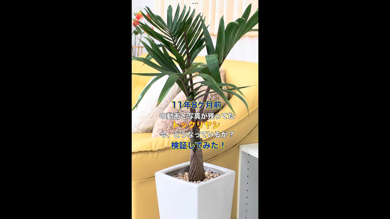 11年8ケ月前の動画と写真が残っていたトックリヤシ。今、どうなって
