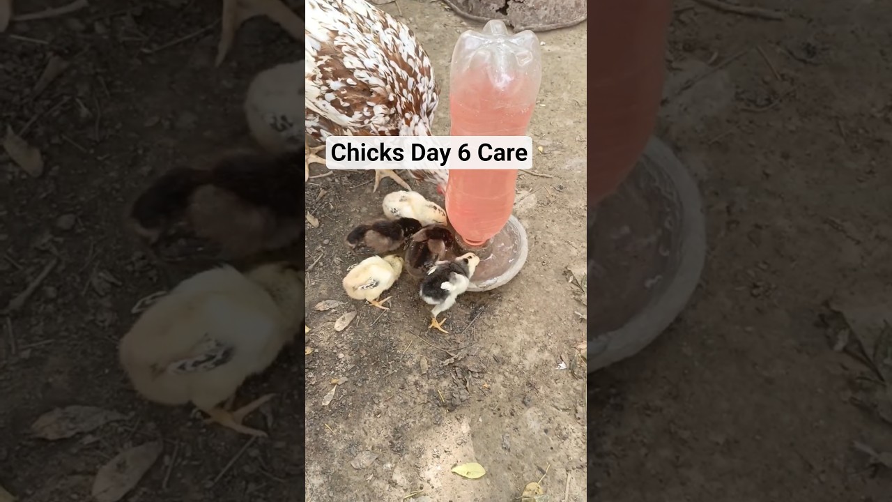 Chicks Day 6 Care | Pure Fighter Aseel Breed 