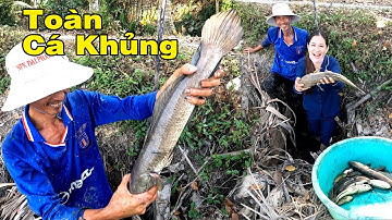 Gái Đẹp Miền Tây Bắt Cá Lóc Khủng Xem Đã Mắt| Catch The Fish/NGÃ NĂM TV