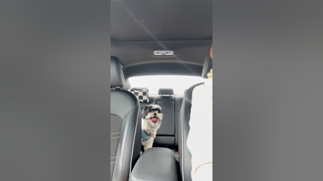 My dog hates car ride dog shorts YouTube
