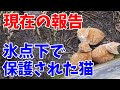 【卒業猫】氷点下の中、貯水槽跡から保護された子猫のその後