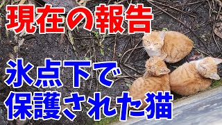 【卒業猫】氷点下の中、貯水槽跡から保護された子猫のその後