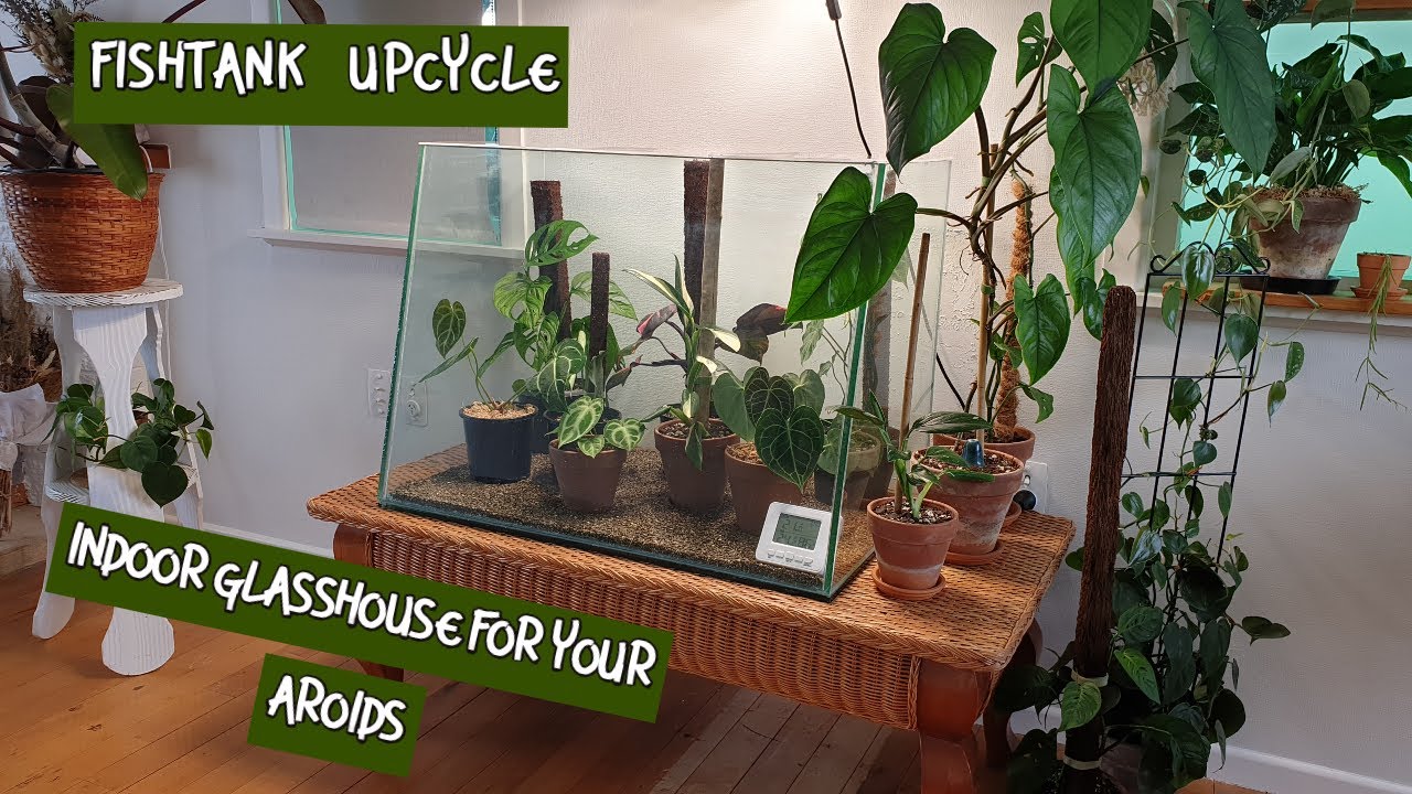AROID "GLASSHOUSE" SETUP//FISHTANK UPCYCLE//NZ YouTube