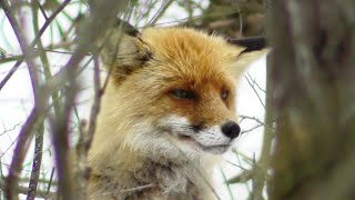 Лиса в поисках мышей. ( Vulpes vulpes )