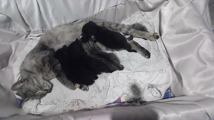 Watch the video about MY CAT NEVA AND HER KITTENS ( VIDEO FROM WHEN THEY WERE 19 DAYS OLD) KITTENS WAKE UP IMMEDIATELY