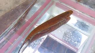 Peixe Gymnotus carapo Depois foi solto.