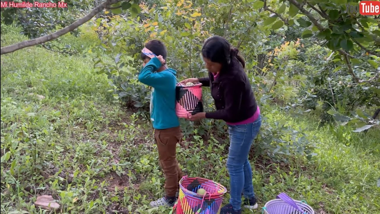 ✅️😀Gracias a dios ya empezó la cosecha de peras en nuestro rancho