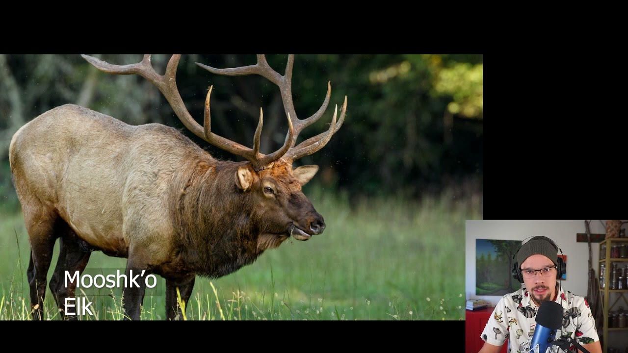 Wild Bergamont, Wild Beebalm - Mooshkowaaowis - Monarda fistulosa