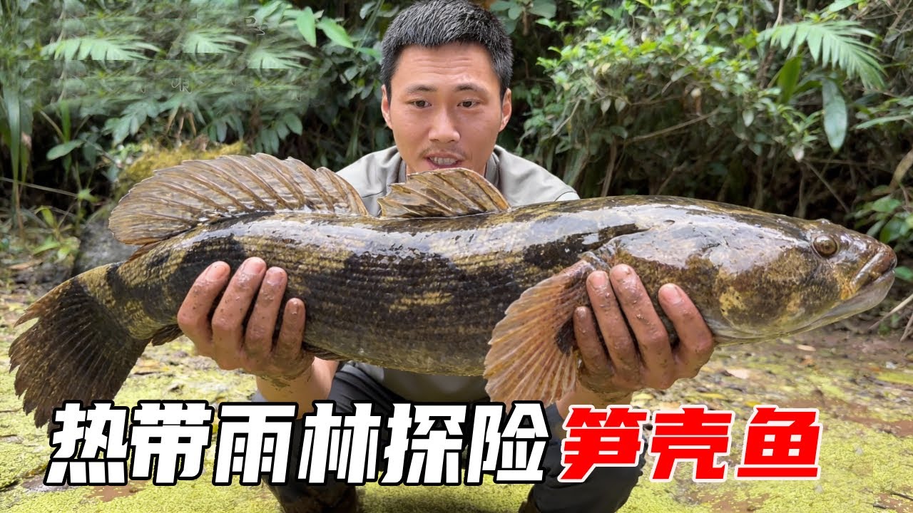 东南亚热带雨林野外生存探险：遍布各种致命的蛇蚊虫蚁，茂密丛林带来无形压迫感，勉强抓点笋壳鱼尝尝味【户外平头哥】