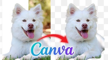 How to Make Transparent Background in Canva (Canva Beginners Guide) - 2026