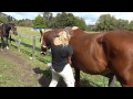 Equine Healing - releasing the equine forehand 2 - craniosacral technique