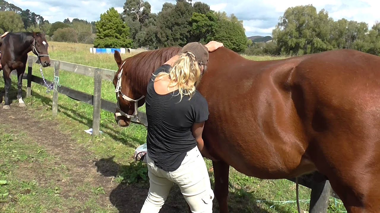 Equine Healing releasing the equine forehand 2 craniosacral