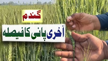 Last irrigation in wheat |Last watering in wheat field in pakistan