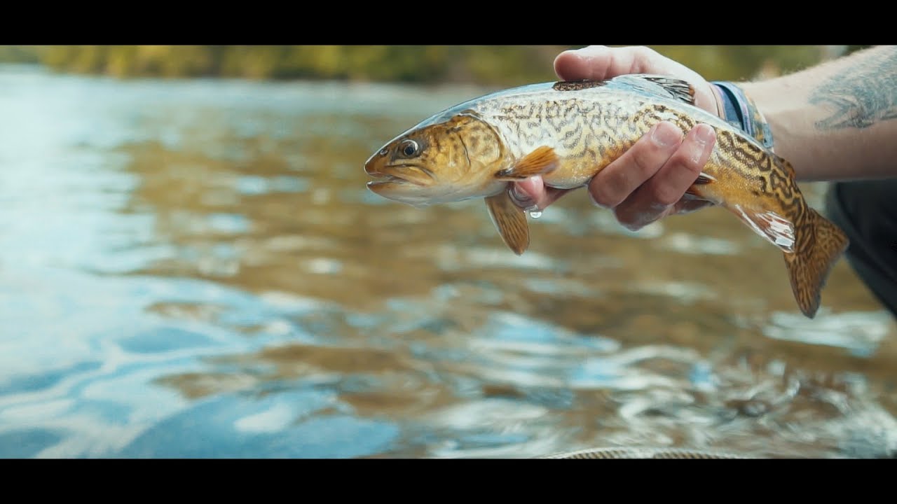 Fly Fishing The Musky Cinematic Fly Fishing Adventure YouTube
