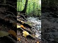 #nature #water #leaf #root #flow #green #shorts #shortsfeed #shortsvideo #shortvideo #shortfeed #sun