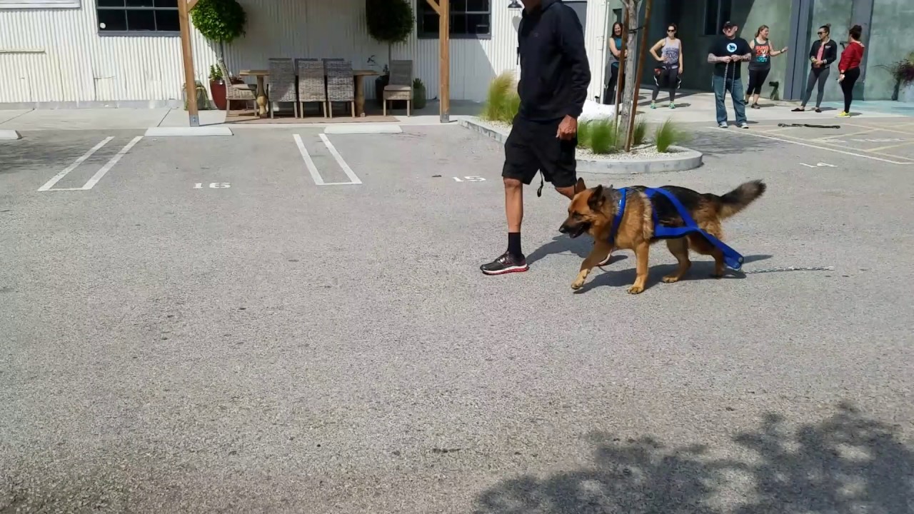 Max is working on his dog reactivity