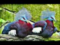 most beautiful birds in the world