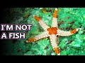 Sea star facts aka starfish facts  animal fact files