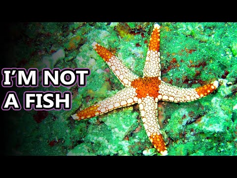 تصویری: چه ماهی ستاره دریایی آسترینا را می خورد؟