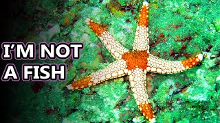 Sea Star facts: aka Starfish Facts | Animal Fact Files