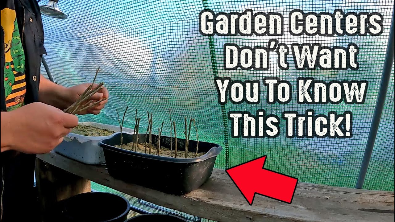 Gardening Centers Do Not Want You To Know This Trick! YouTube