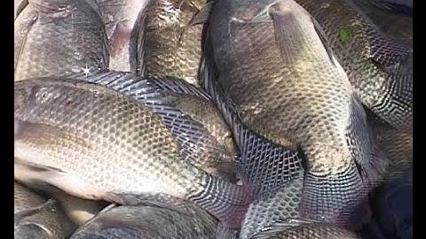 Vì sao nói ăn nhiều "Cá Rô Phi" thì cái chết cận kề hơn?