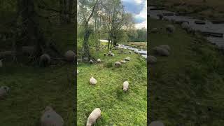 #animales #ovejas #sheep_farm #sheep screenshot 4