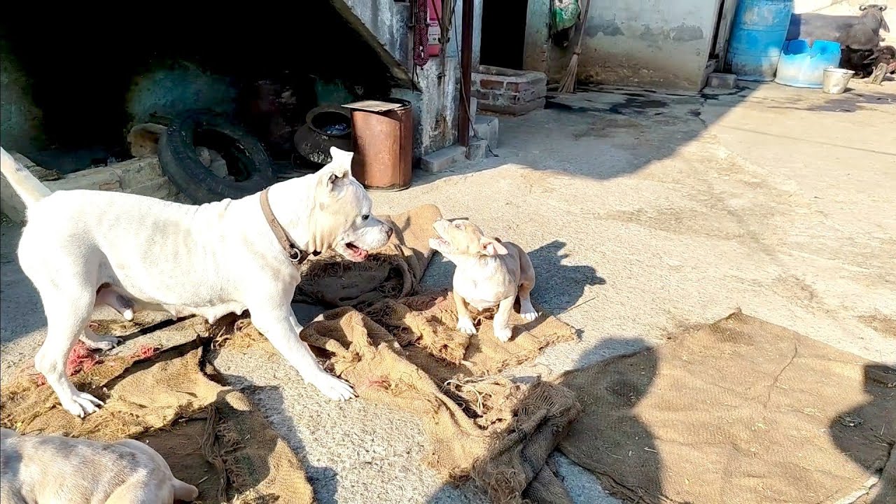 Lalic Ko Sara Pe Gussa Aa Gaya 😧