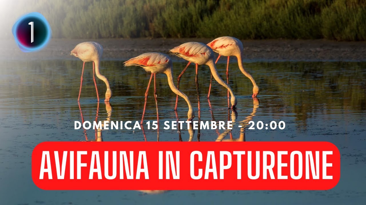LIVE - Sviluppo fotografia Avifauna in CaptureOne Pro