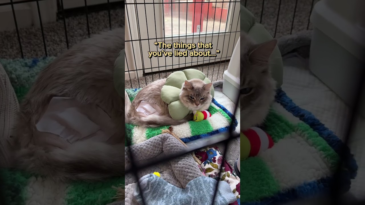 Моему коту сделали операцию FHO