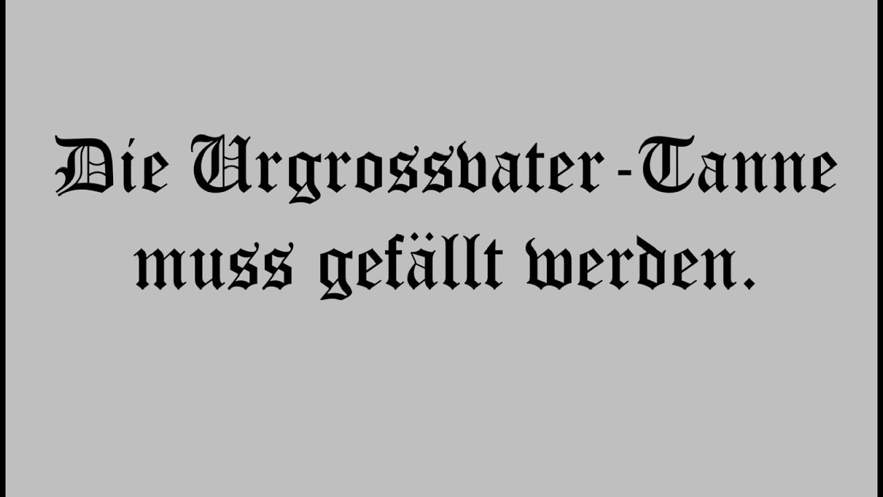 Die Urgrossvater-Tanne muss gefällt werden