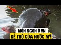 “Thủy Quái” Gây Ác Mộng Cho Hệ Sinh Thái Ở Mỹ, Lại Là Món Khoái Khẩu Ở Việt Nam