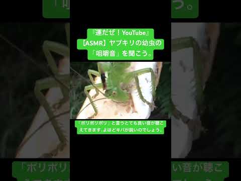 【ASMR】ヤブキリの幼虫の「咀嚼音」を聞こう。 #sdgs #クワガタ #虫の音 #bug #sound #昆虫 #虫の声 #insects #yt #カブトムシ #chewing #mantis